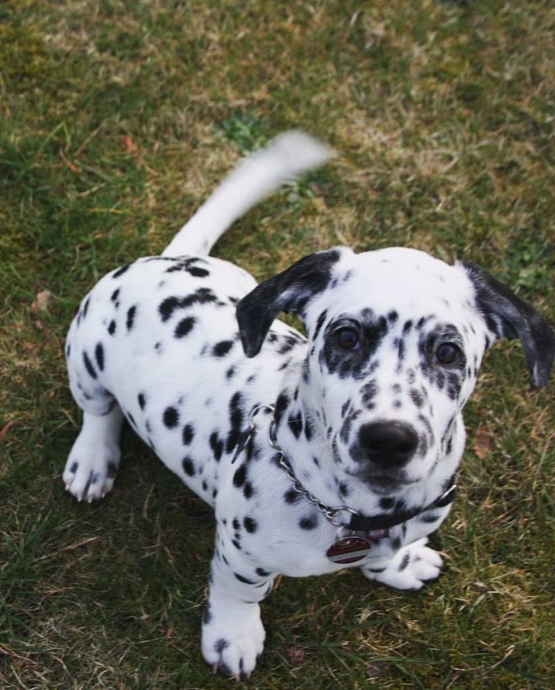 Dalmatian