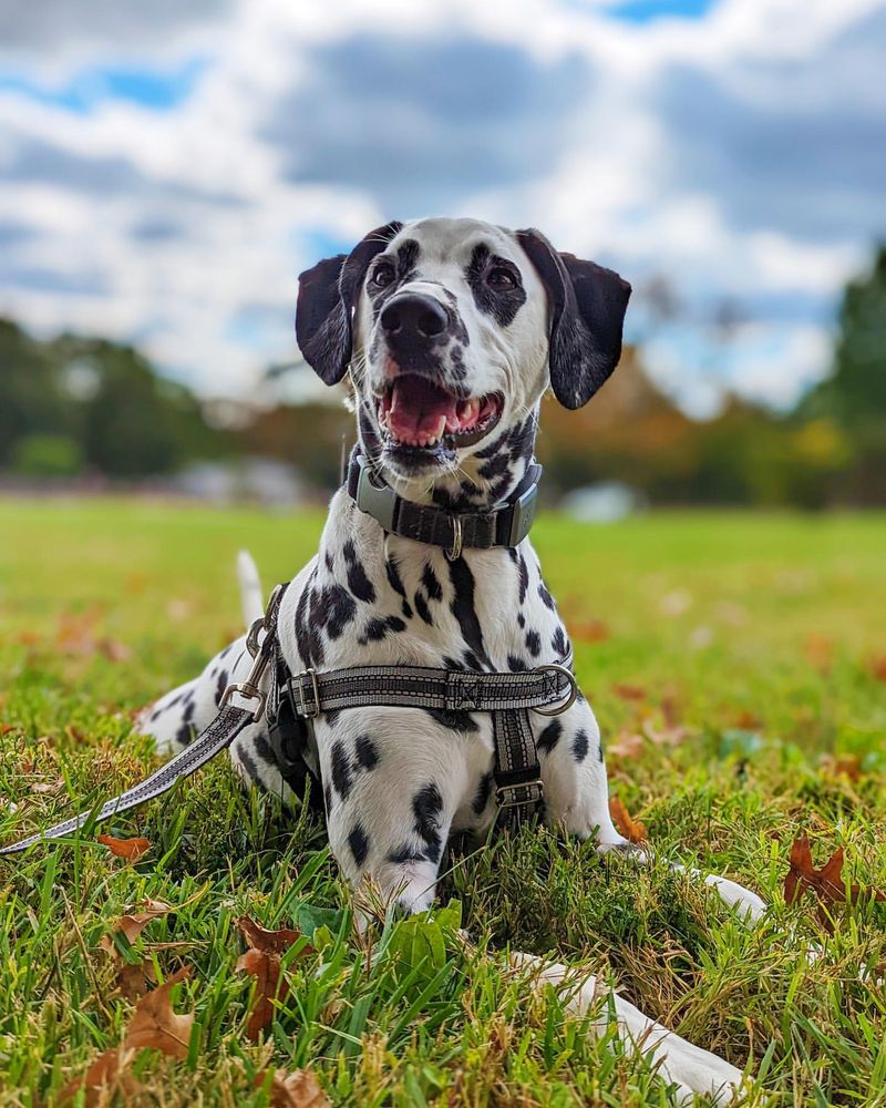 Dalmatian