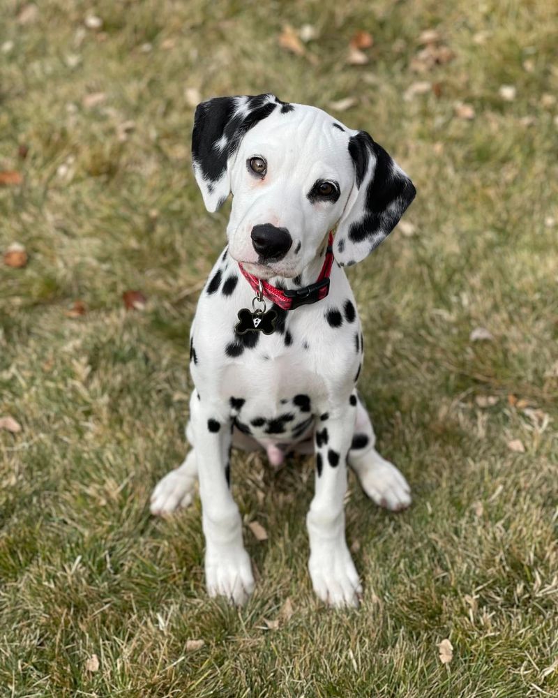 Dalmatian