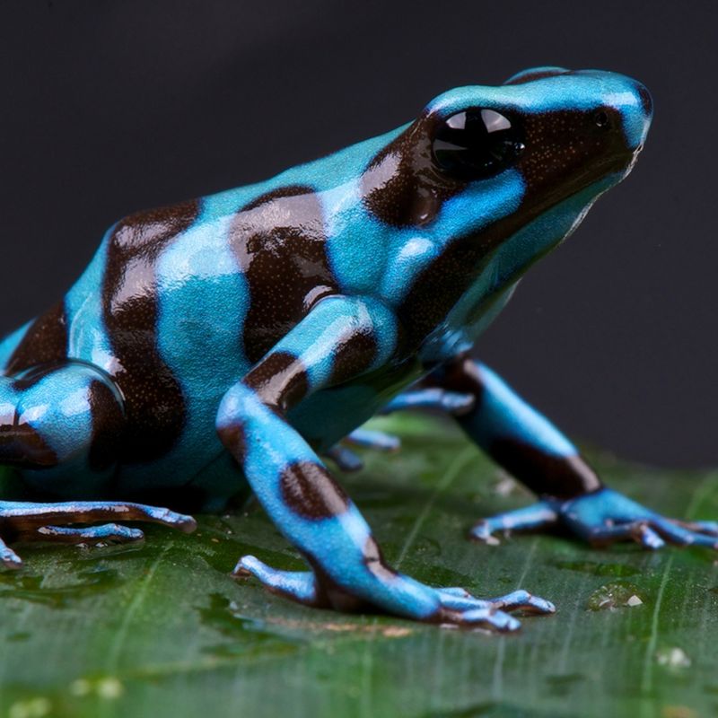 Dart Frog