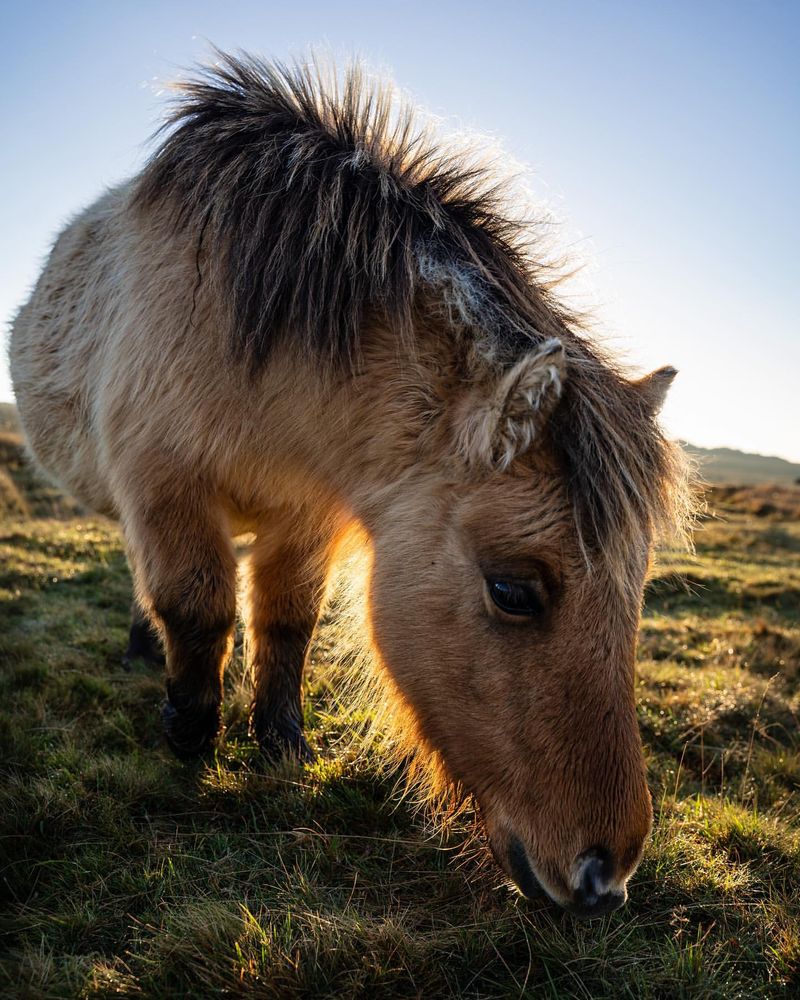 Dartmoor Pony