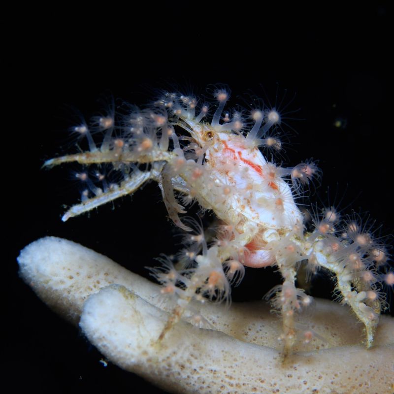 Decorator Crab