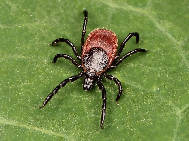 Deer Tick