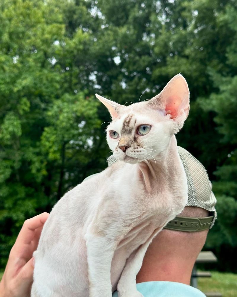 Devon Rex