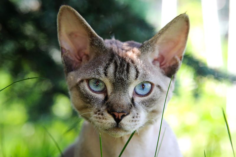 Devon Rex