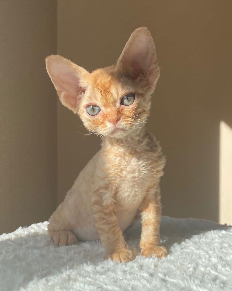 Devon Rex