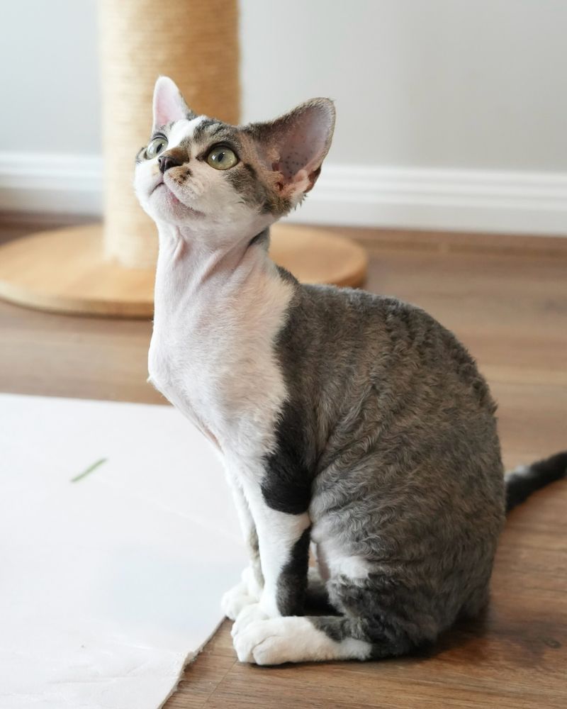 Devon Rex