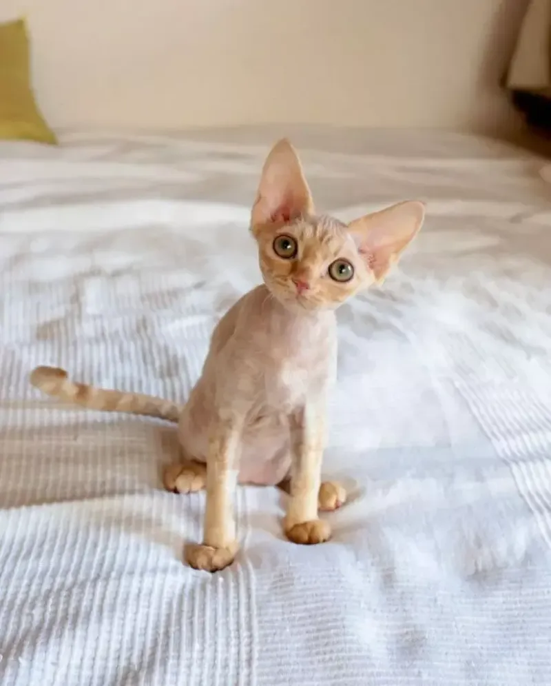 Devon Rex