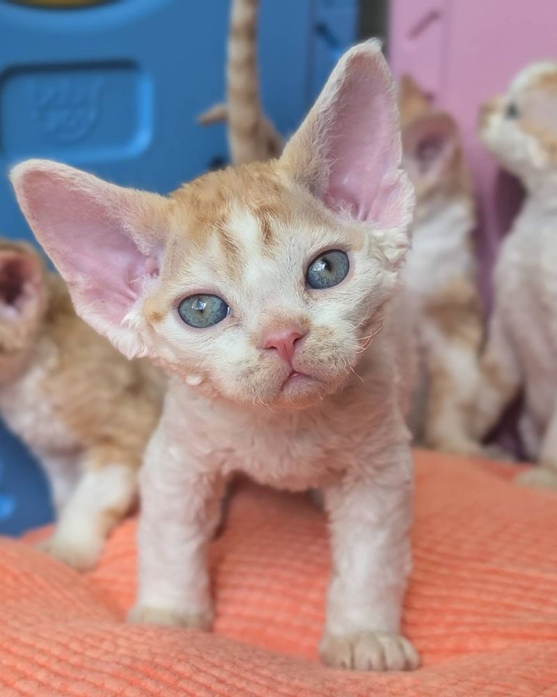 Devon Rex