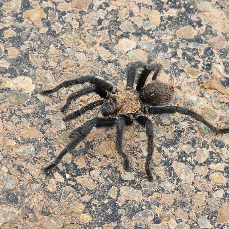 Discover the 8 Biggest Spiders Living in Texas Right Now