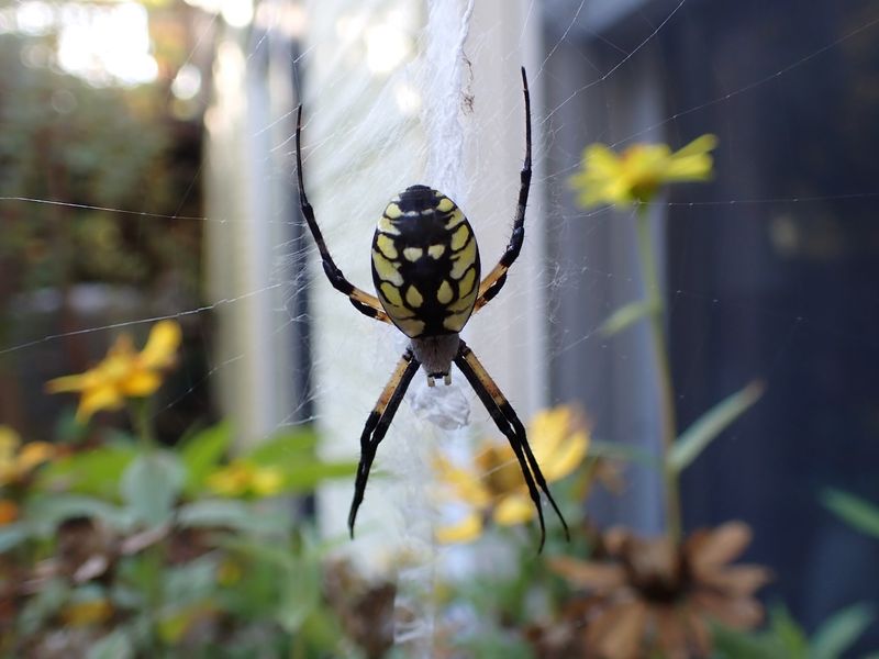 Discover the 8 Biggest Spiders Living in Texas Right Now