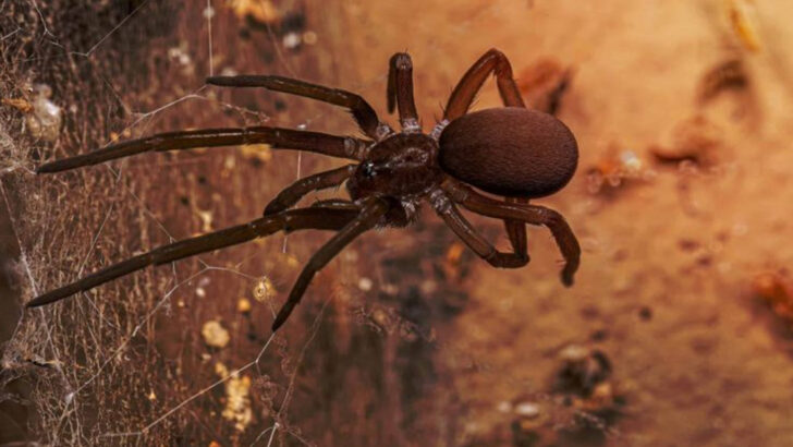 Discover the 8 Biggest Spiders Living in Texas Right Now