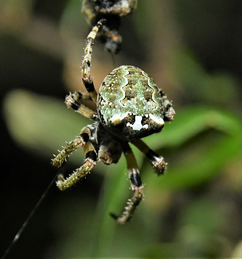 Discover the 8 Biggest Spiders Living in Texas Right Now