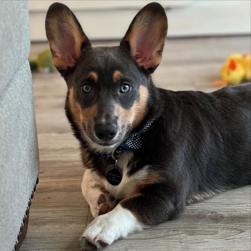 Doberman Corgi