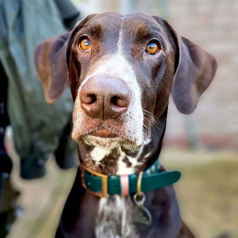 Doberman Dalmatian