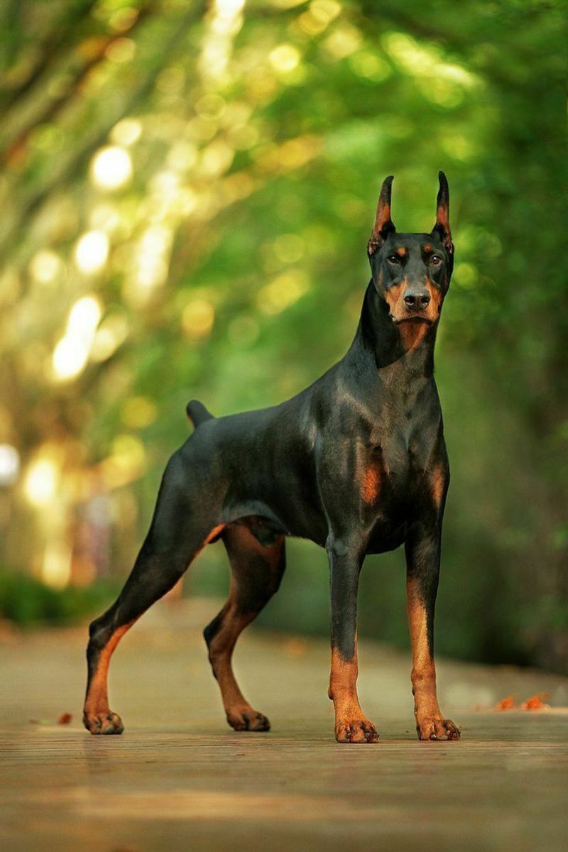 Doberman Pinscher