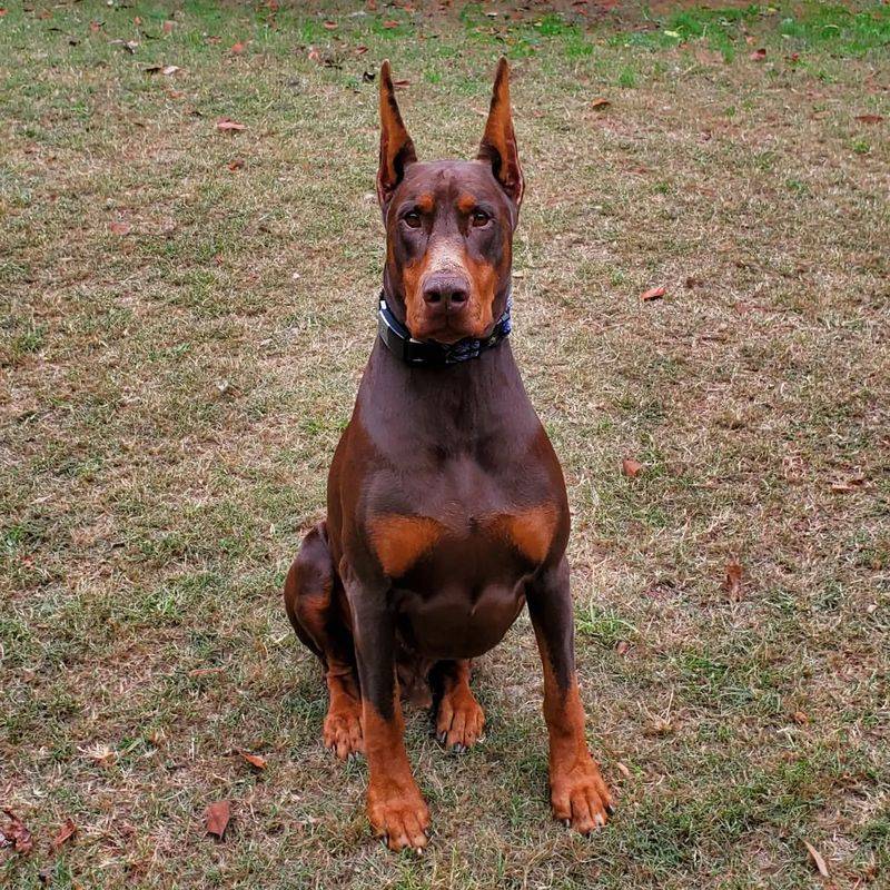 Doberman Pinscher