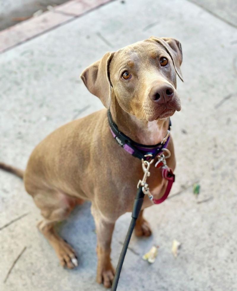 Doberman Weimaraner