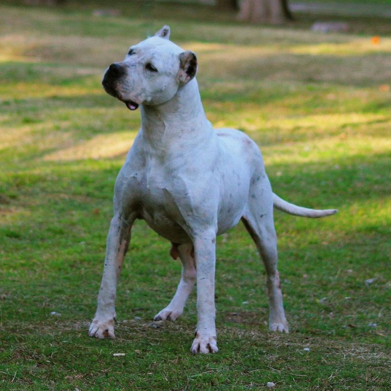 Dogo Argentino