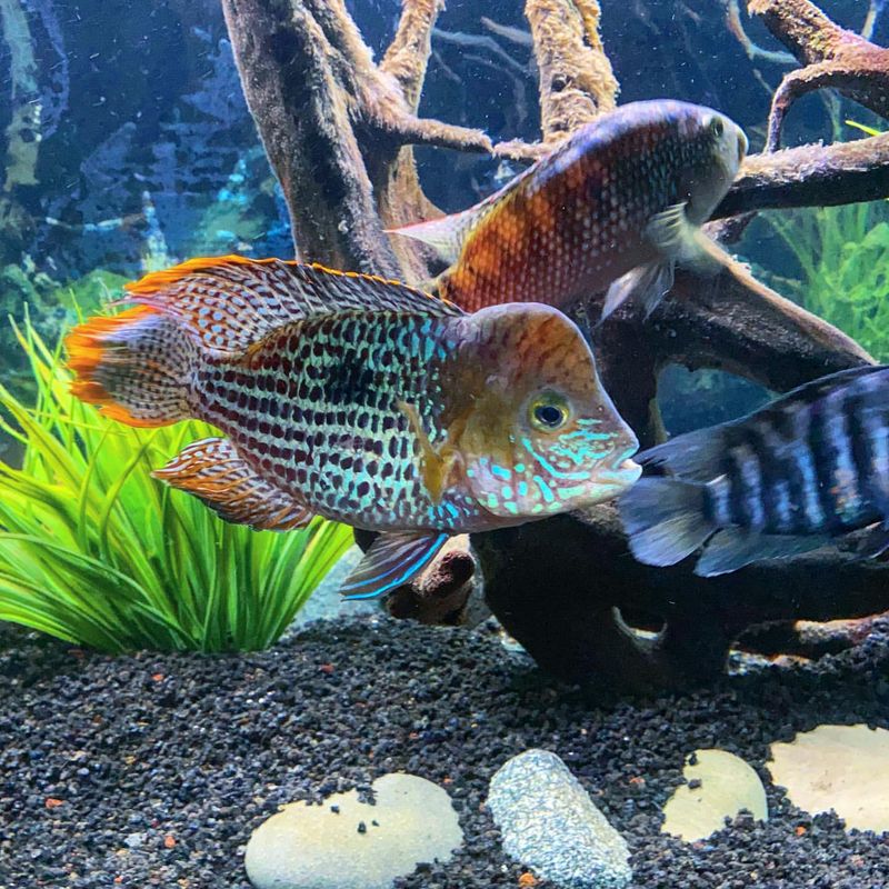 Don’t Be Fooled – These 15 Aquarium Fish Are Surprisingly Aggressive