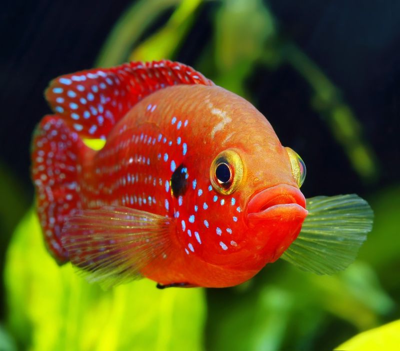 Don’t Be Fooled – These 15 Aquarium Fish Are Surprisingly Aggressive