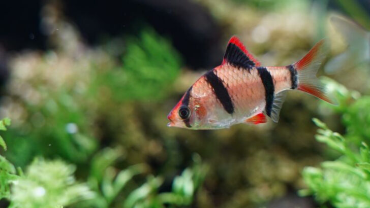 Don’t Be Fooled – These 15 Aquarium Fish Are Surprisingly Aggressive