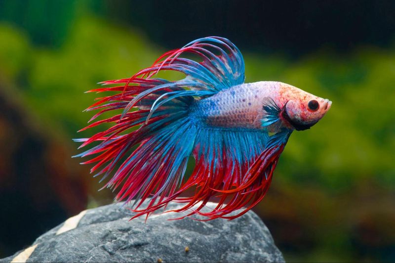 Don’t Be Fooled – These 15 Aquarium Fish Are Surprisingly Aggressive