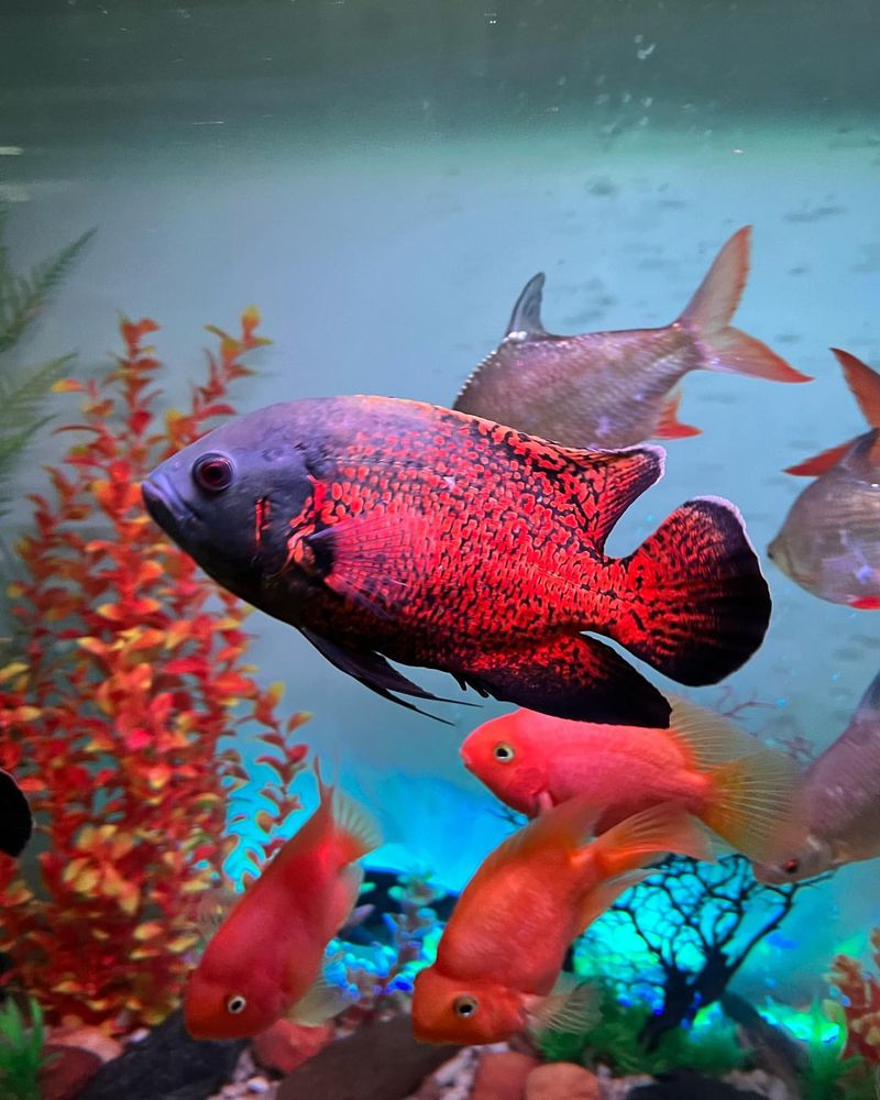 Don’t Be Fooled – These 15 Aquarium Fish Are Surprisingly Aggressive