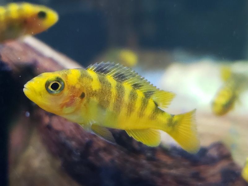 Don’t Be Fooled – These 15 Aquarium Fish Are Surprisingly Aggressive