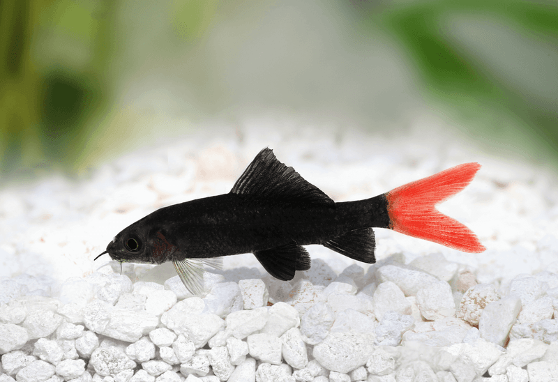 Don’t Be Fooled – These 15 Aquarium Fish Are Surprisingly Aggressive