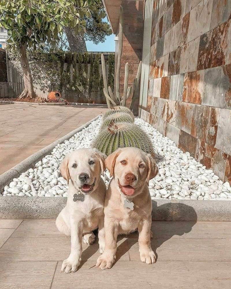 Dudley Labradors in Competitions