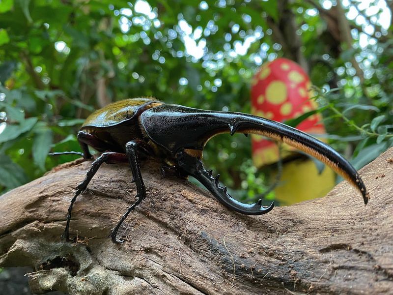 Dynastes hercules (Hercules Beetle)