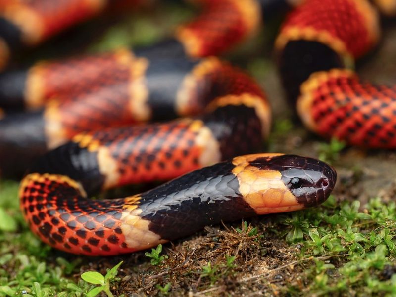 Eastern Coral Snake