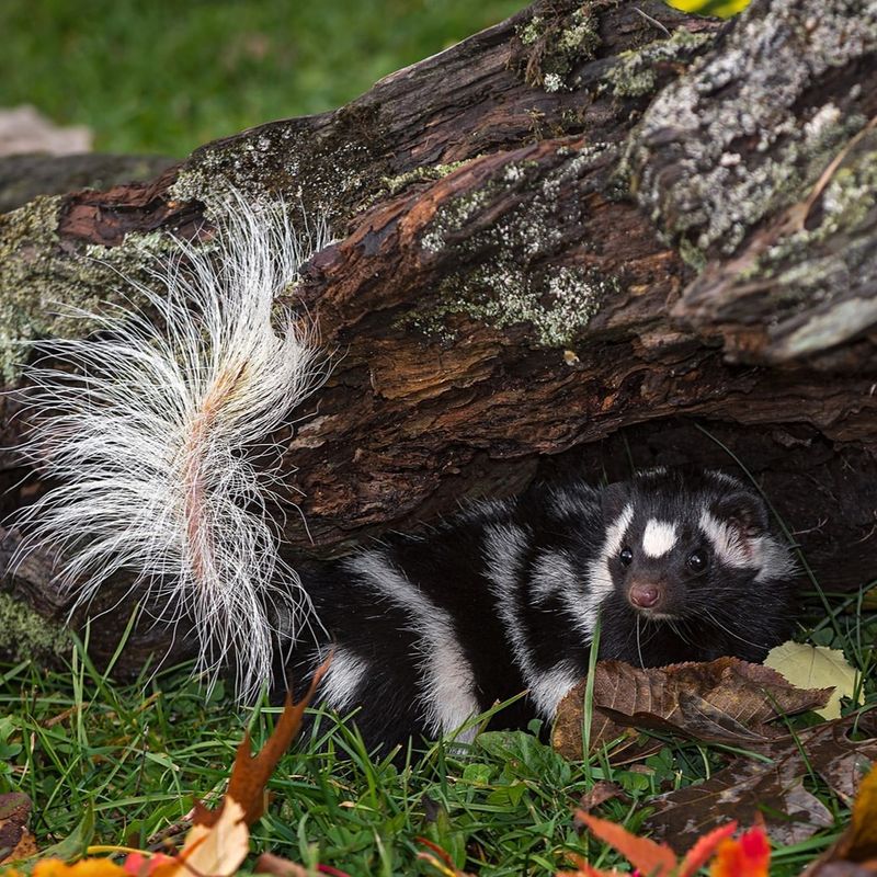 Eastern Spotted Skunk