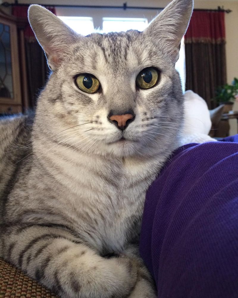 Egyptian Mau