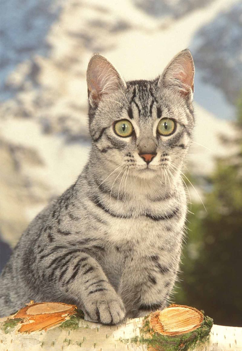 Egyptian Mau