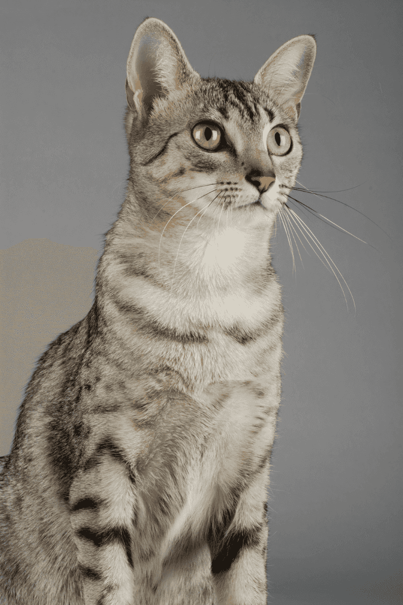 Egyptian Mau