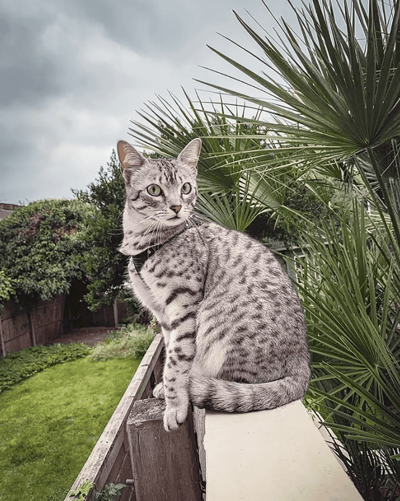 Egyptian Mau Cat