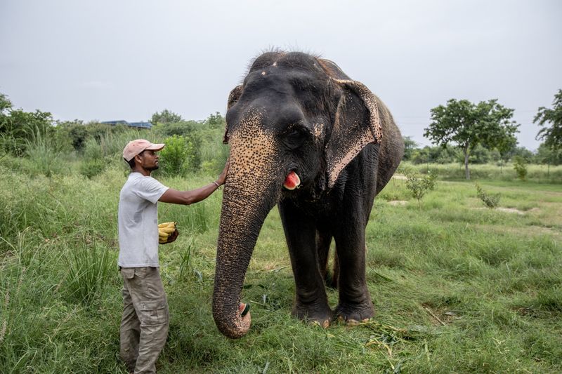 Elephants