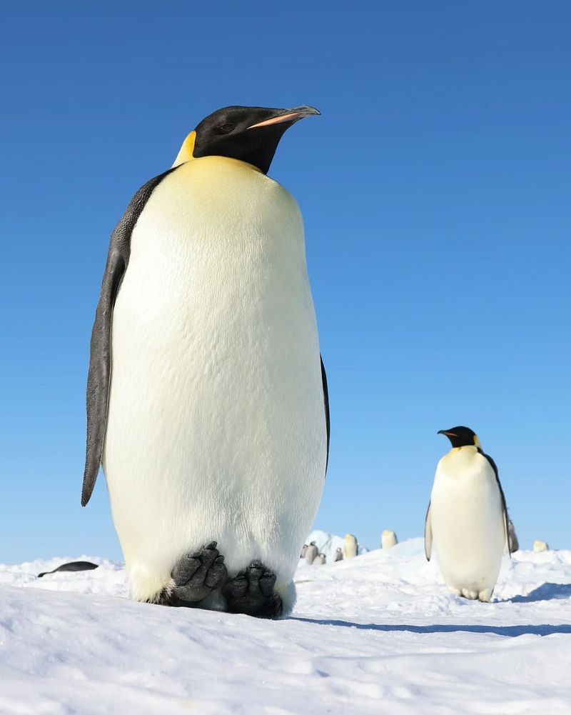 Emperor Penguin