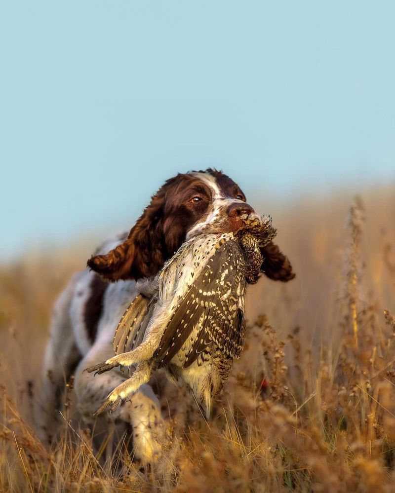 English Springer Spaniel