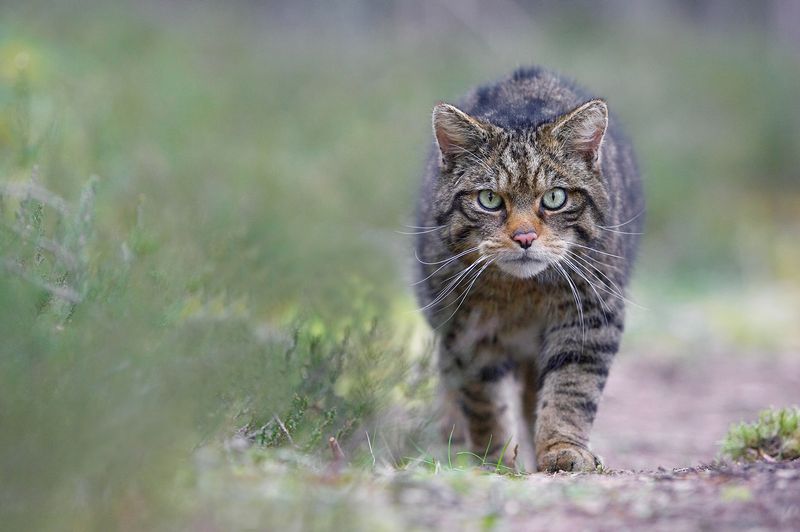 European Wildcat