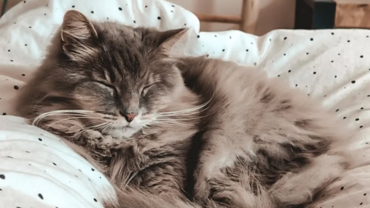 Ever Wondered Why Cats Sleep So Much? These 8 Reasons Will Blow Your Mind