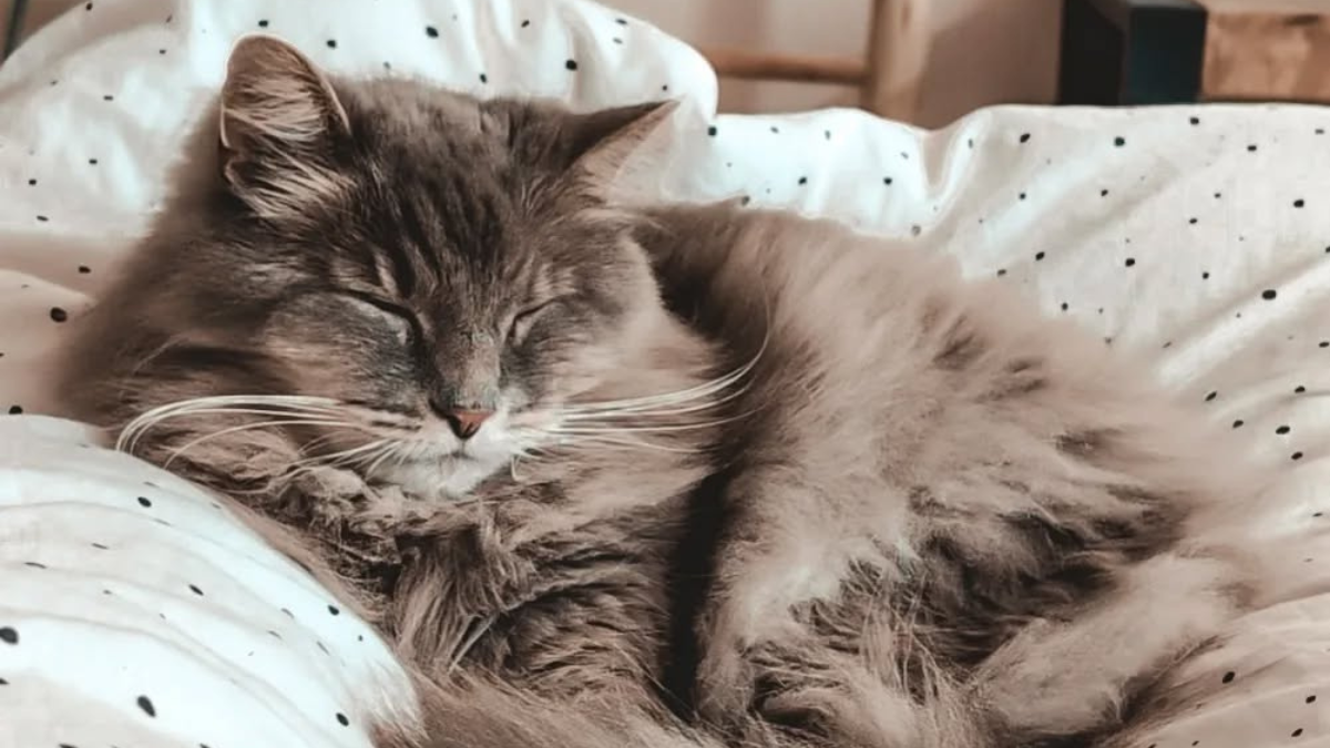 Ever Wondered Why Cats Sleep So Much? These 8 Reasons Will Blow Your Mind