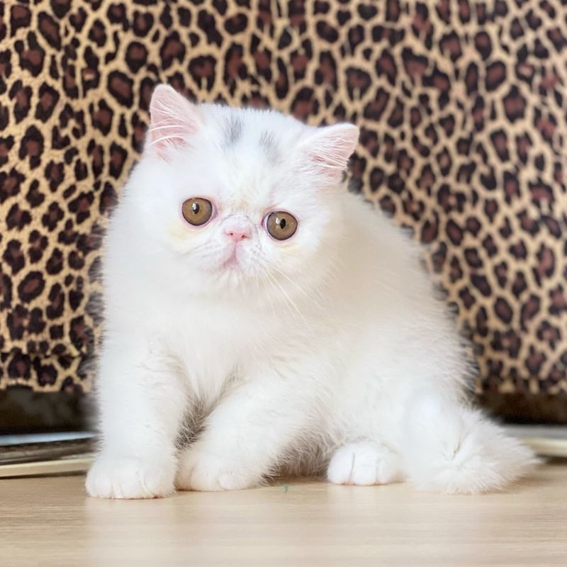 Exotic Shorthair