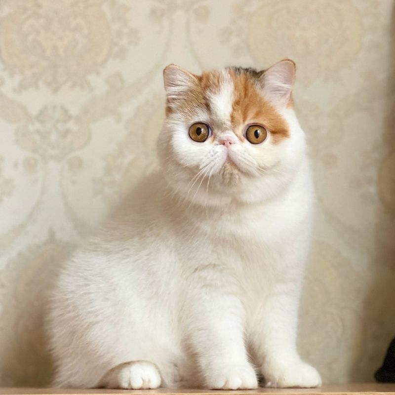 Exotic Shorthair