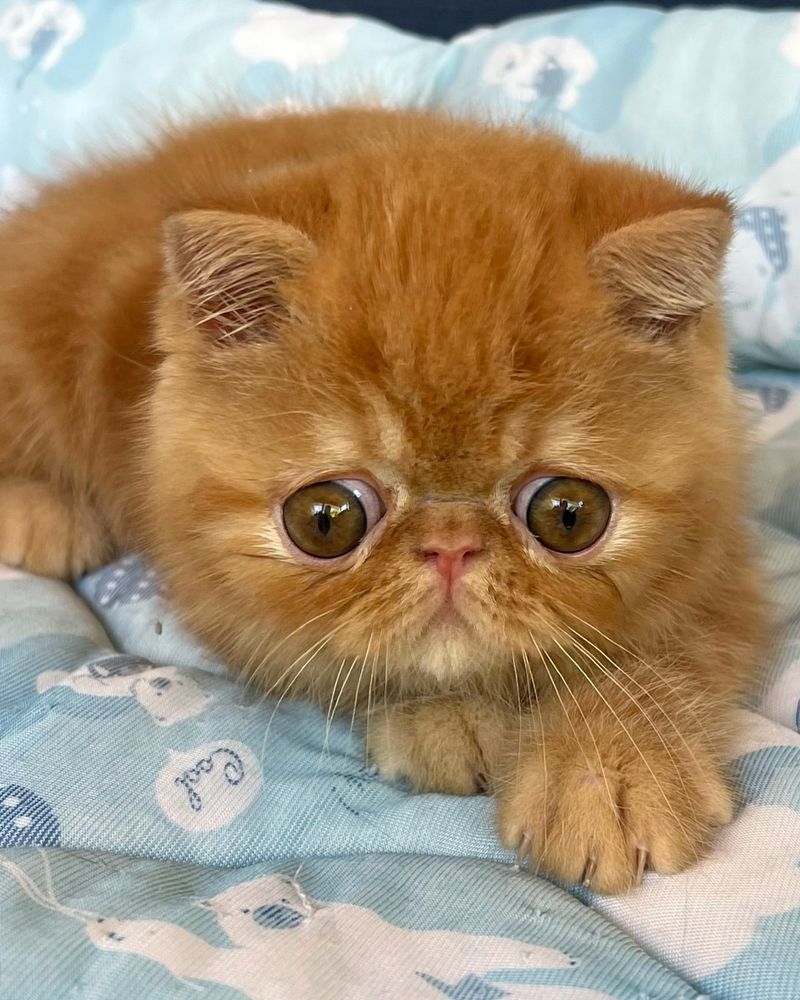 Exotic Shorthair