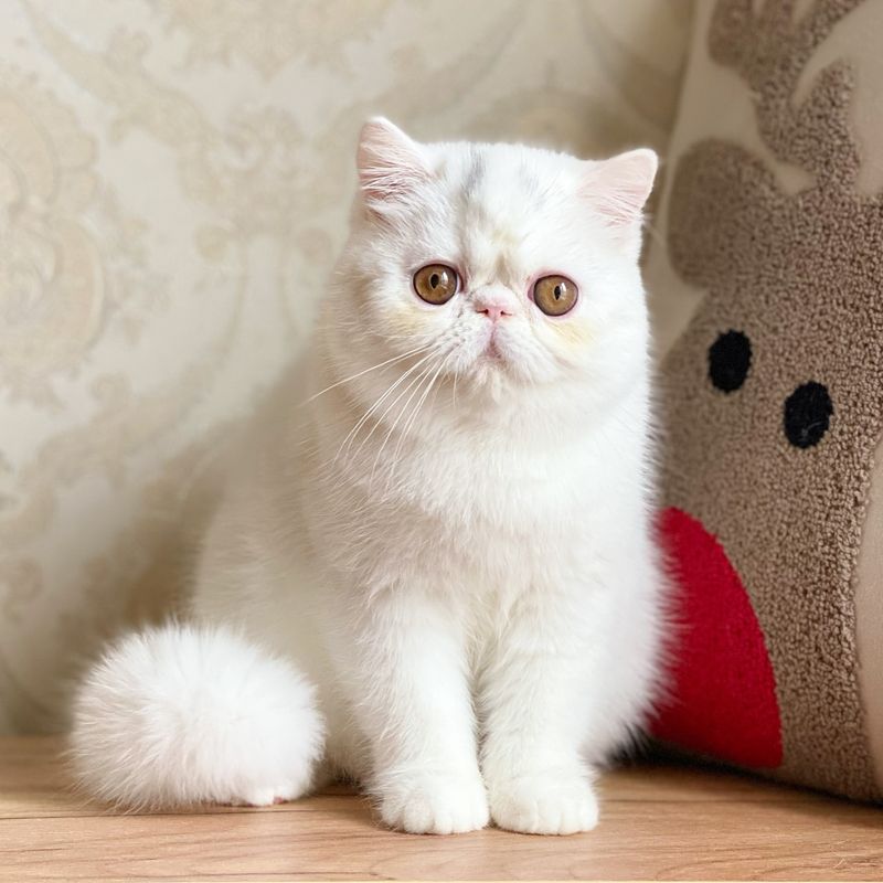 Exotic Shorthair