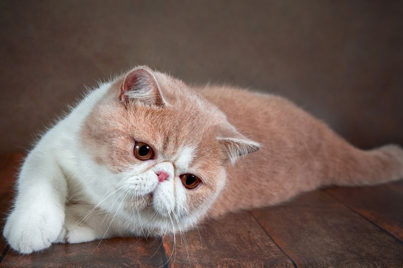 Exotic Shorthairs: Low Energy, High Care