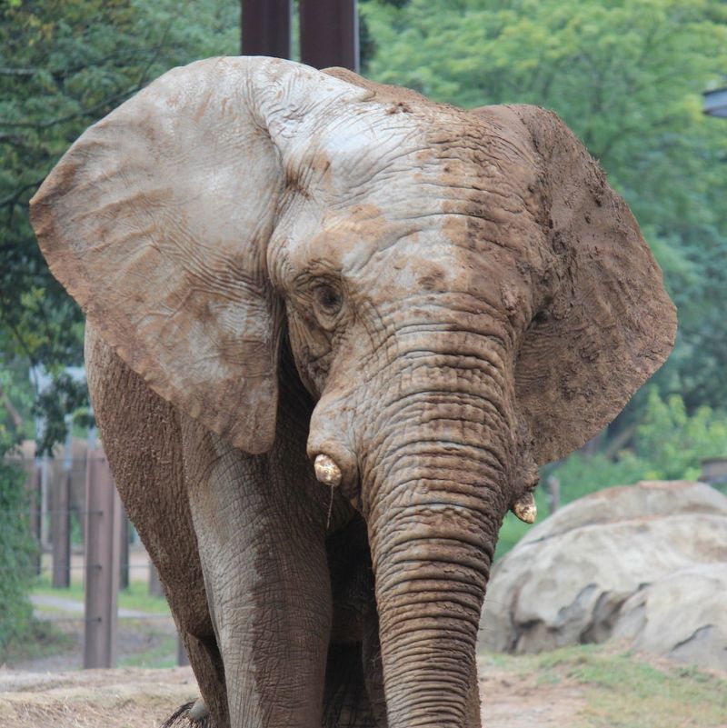 Experience the Wild – 15 of the Most Extraordinary Animals You’ll See at Zoos in the U.S.